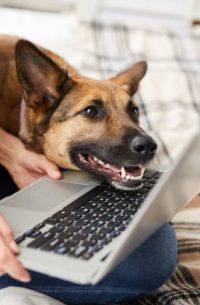 Portrait of excited dog looking at laptop screen while online shopping in pet store with owner, copy space